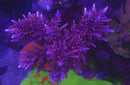 Tyree Red Dragon Acropora