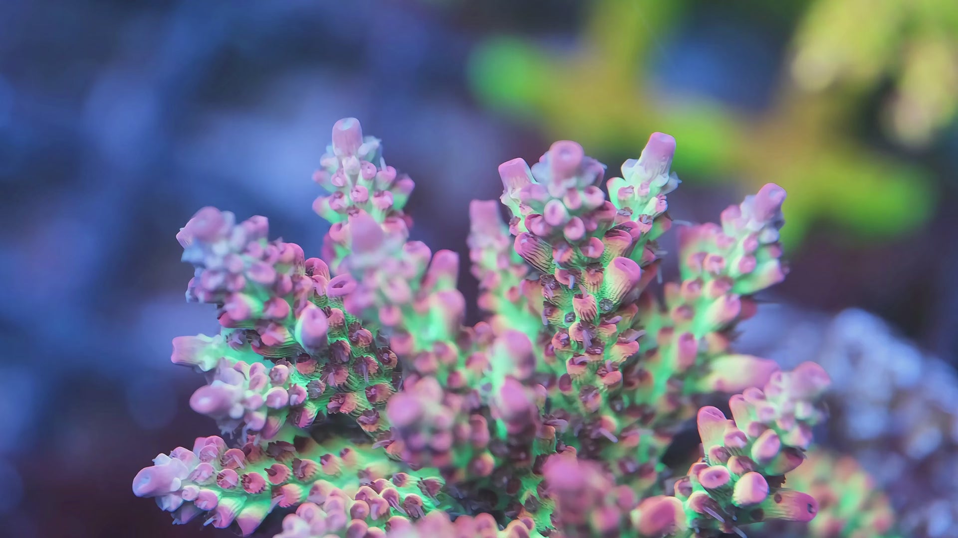 Strawberry Shortcake Acropora