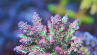 Strawberry Shortcake Acropora