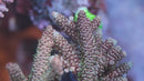 Ultra Raspberry Millepora