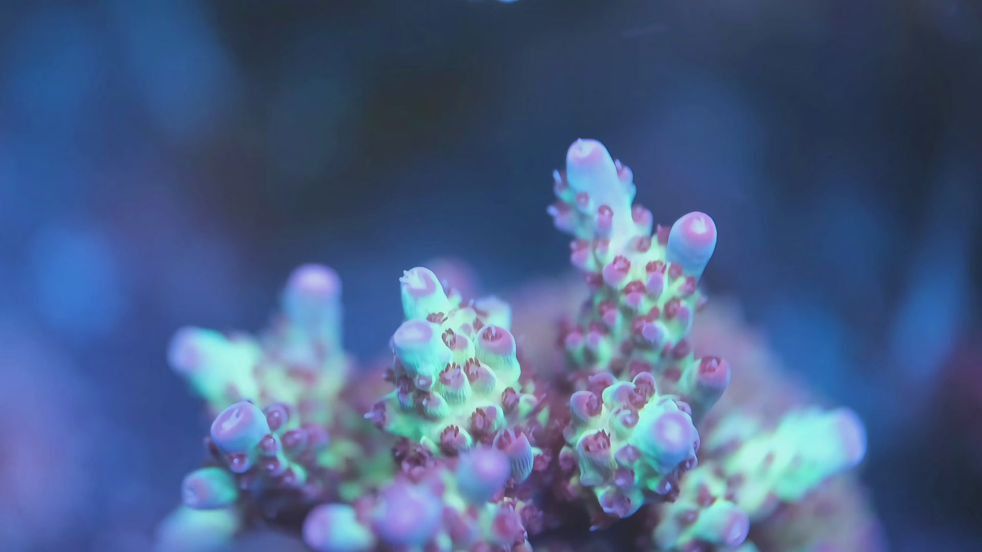 Vivid's Rainbow Delight Acropora