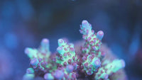 Vivid's Rainbow Delight Acropora