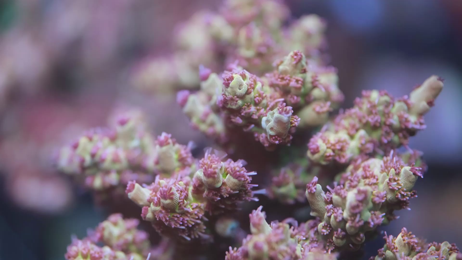 AC Cotton Candy Crush Acropora