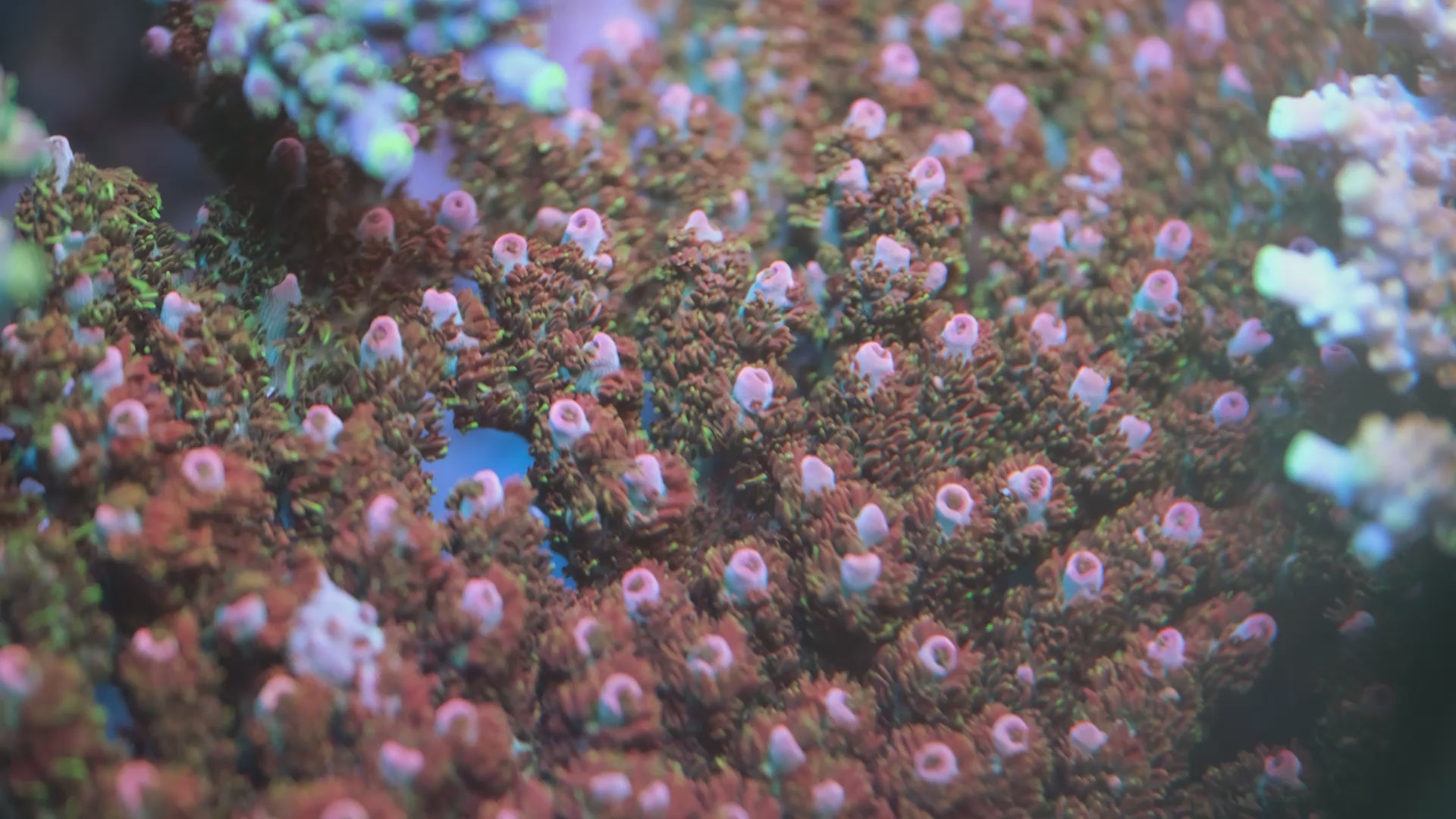 TSA Fruity Pebbles Acropora