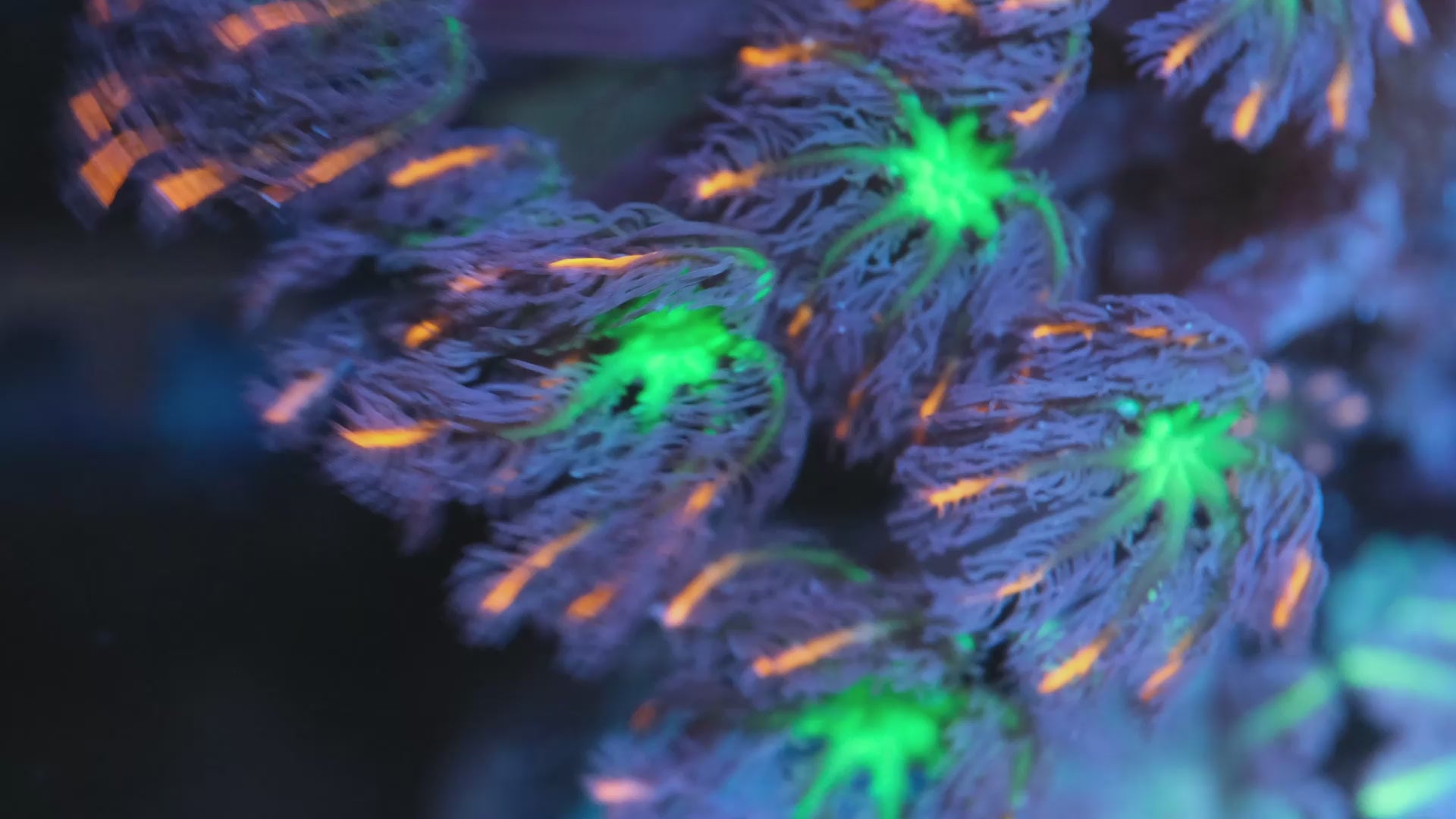 Firework Clove Polyps