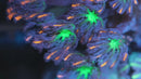 Firework Clove Polyps