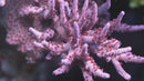 Fhc My Precious Granulosa