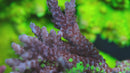 TGC Grafted Boogeyman Acropora