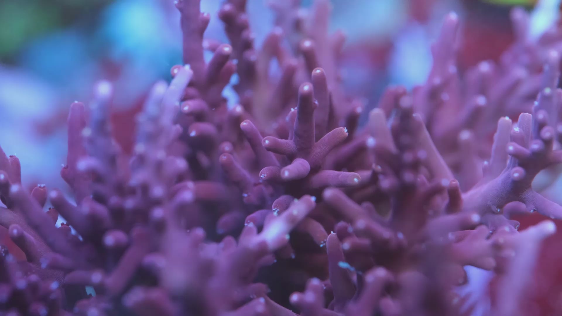 Tyree Red Dragon Acropora