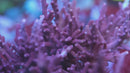 Tyree Red Dragon Acropora