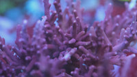 Tyree Red Dragon Acropora