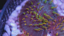AC Flame Tip Diaseris Plate Coral