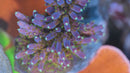 Poto Afterburner Acropora