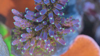 Poto Afterburner Acropora