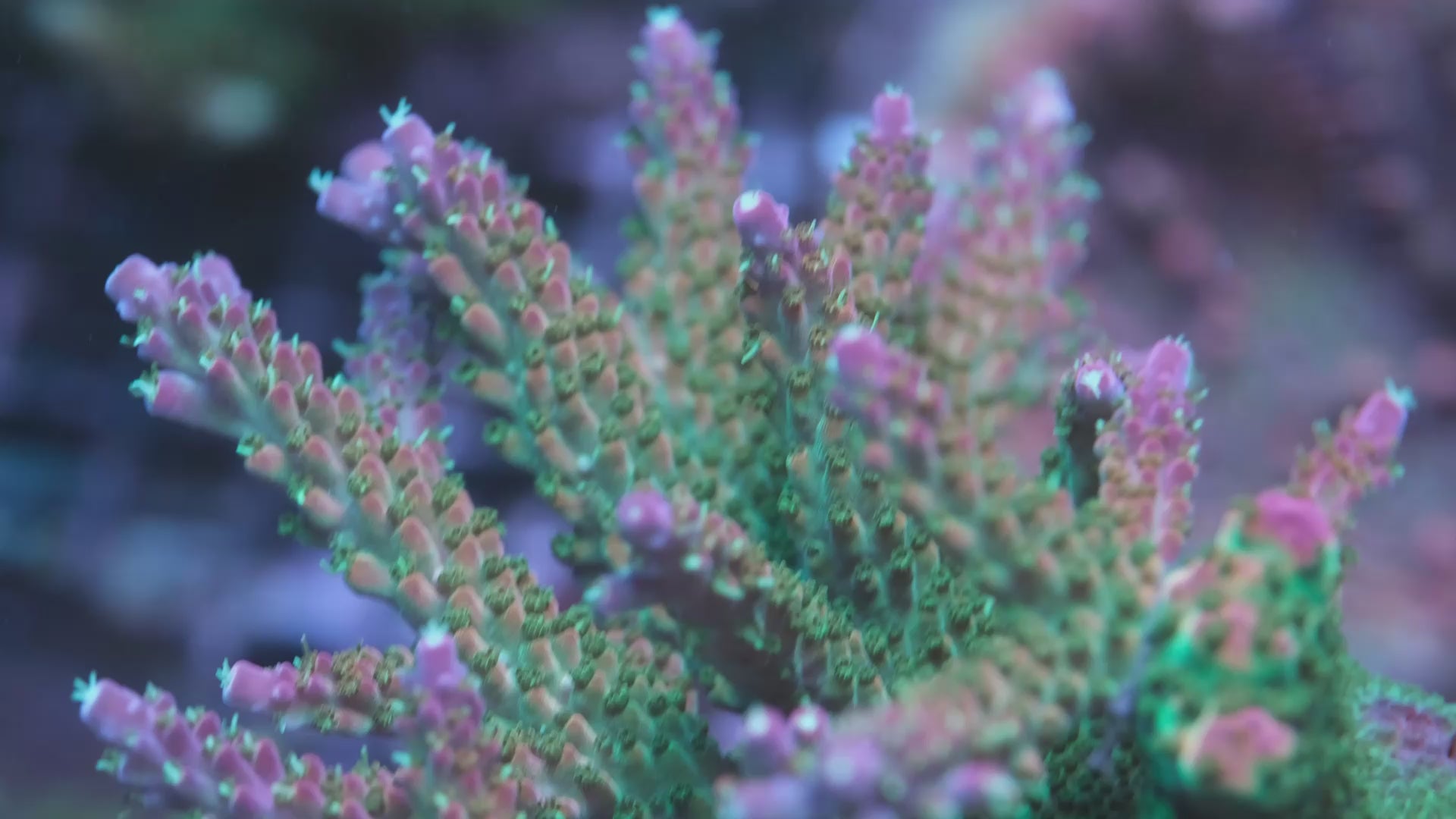 BC Bubblebath Unicorn Acropora