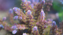 MC Bank Heist Acropora