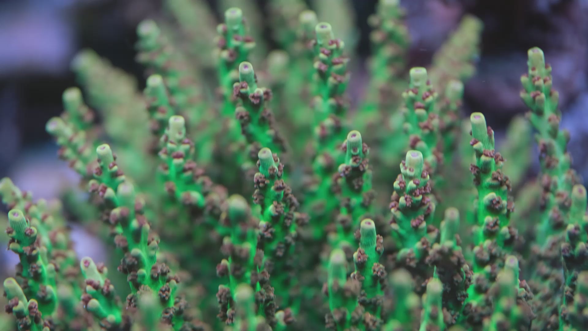 AC Limewire Acropora
