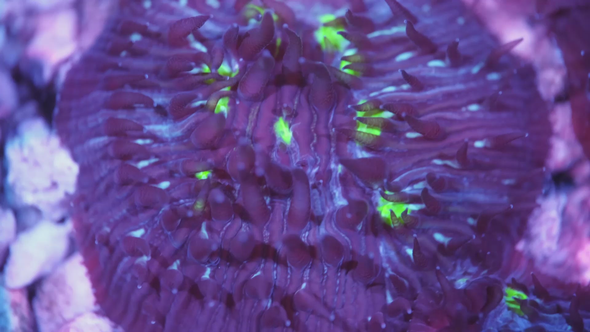 Glowbug Diaseris Plate
