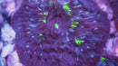 Glowbug Diaseris Plate