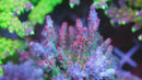 AC Very Berry Blast Acro
