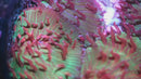 AC Watermelon Diaseris Plate Coral