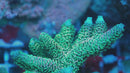 AC Green Giant Millepora