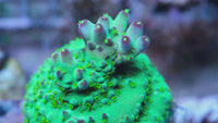 Tgc Bugatti Acropora
