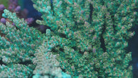 BC Aquatic Man Acropora