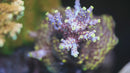 Pikachu Acropora