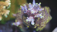 Pikachu Acropora