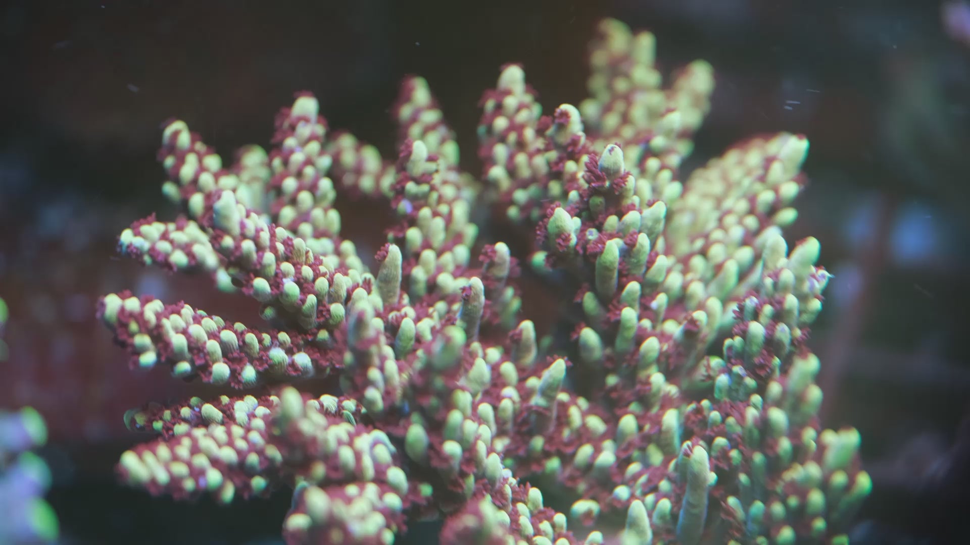 Fhc Superwoman Acropora
