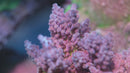 POTO Flamethrower Acropora