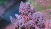 POTO Flamethrower Acropora