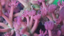 LRO Treasure Island Goniopora