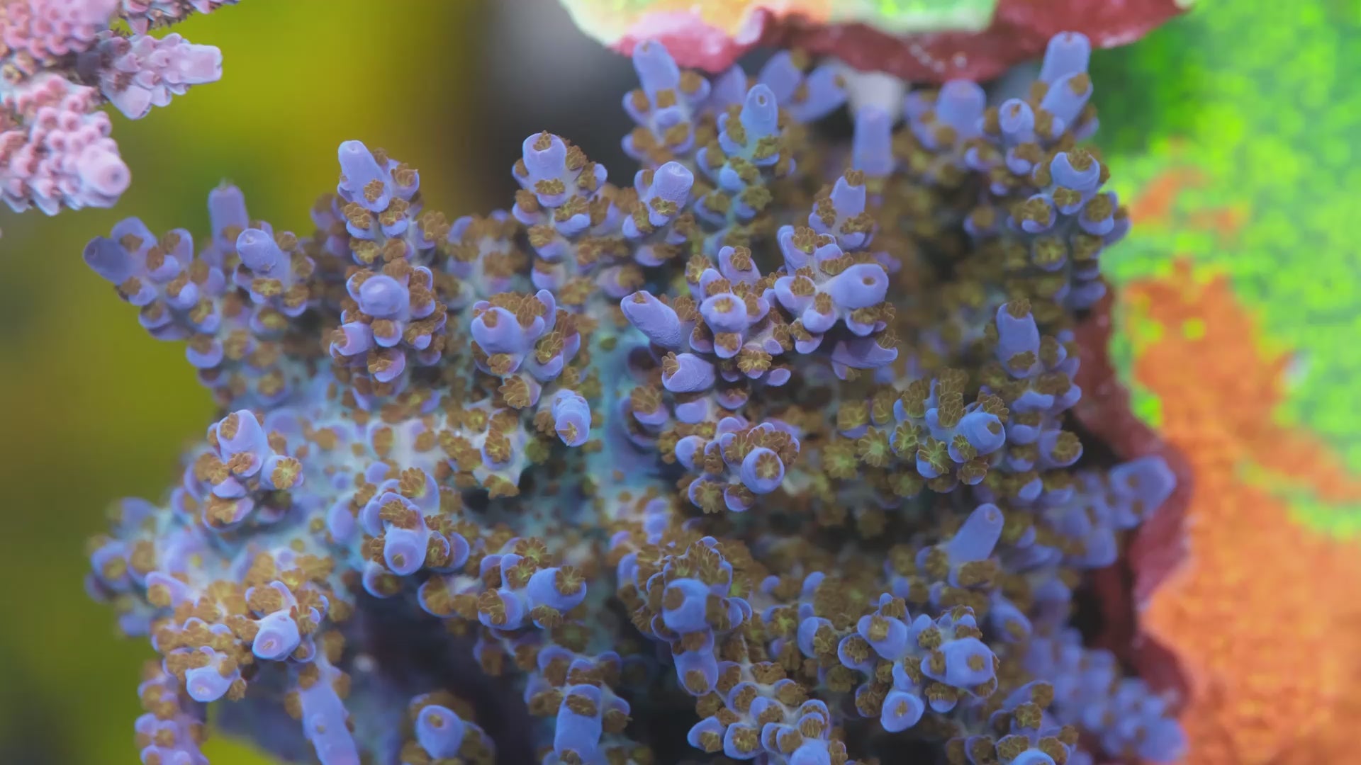 Rt.66 Merlin Staff Acropora