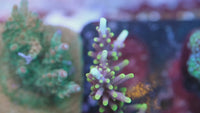 ARC Black Dragon Acropora
