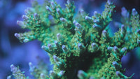 RR Applejack Acropora