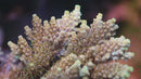 POTO Dino Fury Acropora