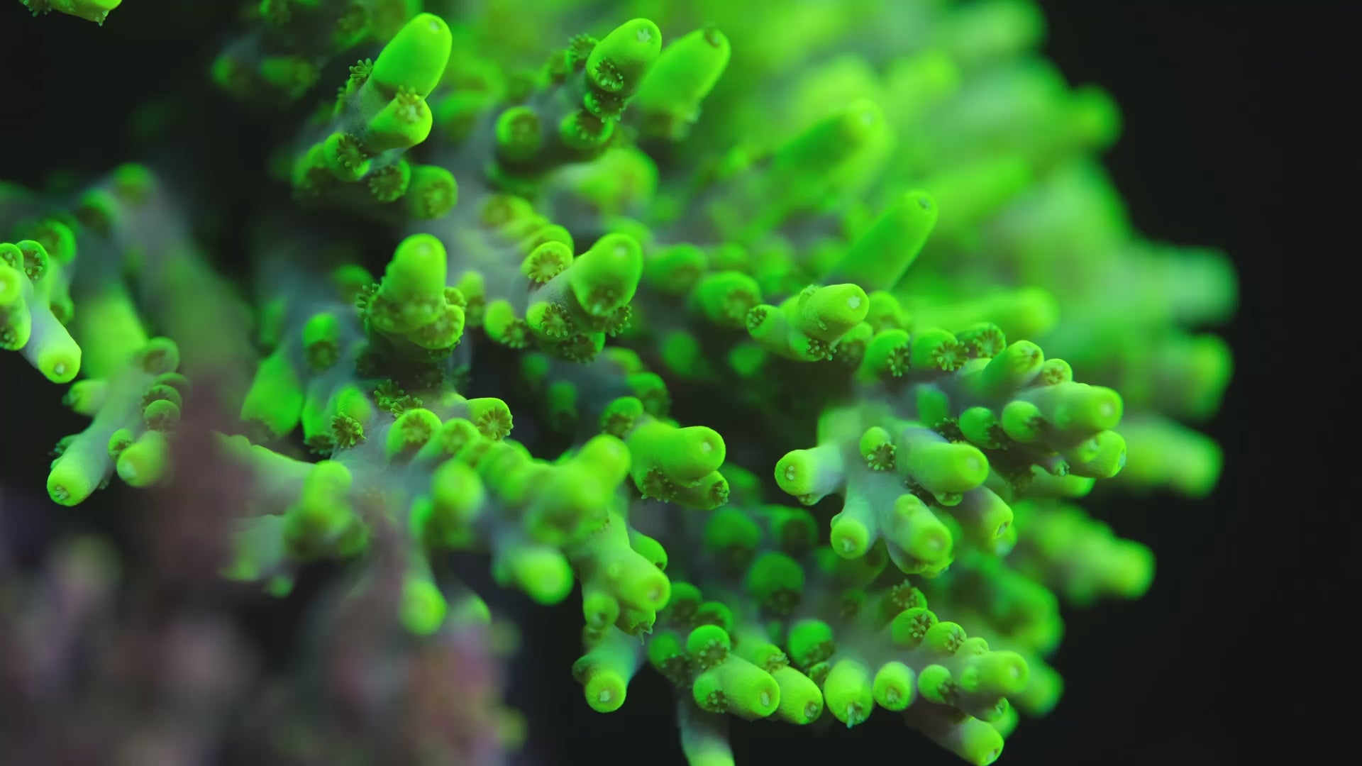 Banana Lokani Acropora