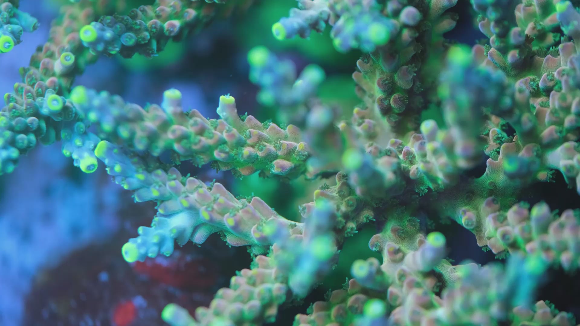 Rmf Candyland Acropora