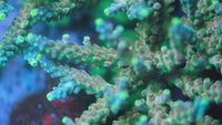 Rmf Candyland Acropora