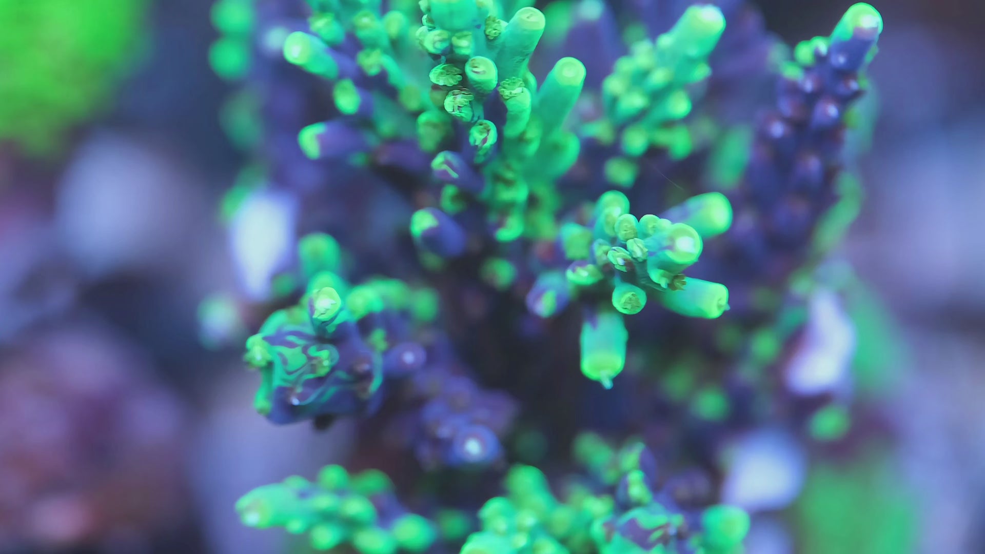 UW Oompa Loompa Splice Acropora