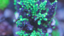 UW Oompa Loompa Splice Acropora