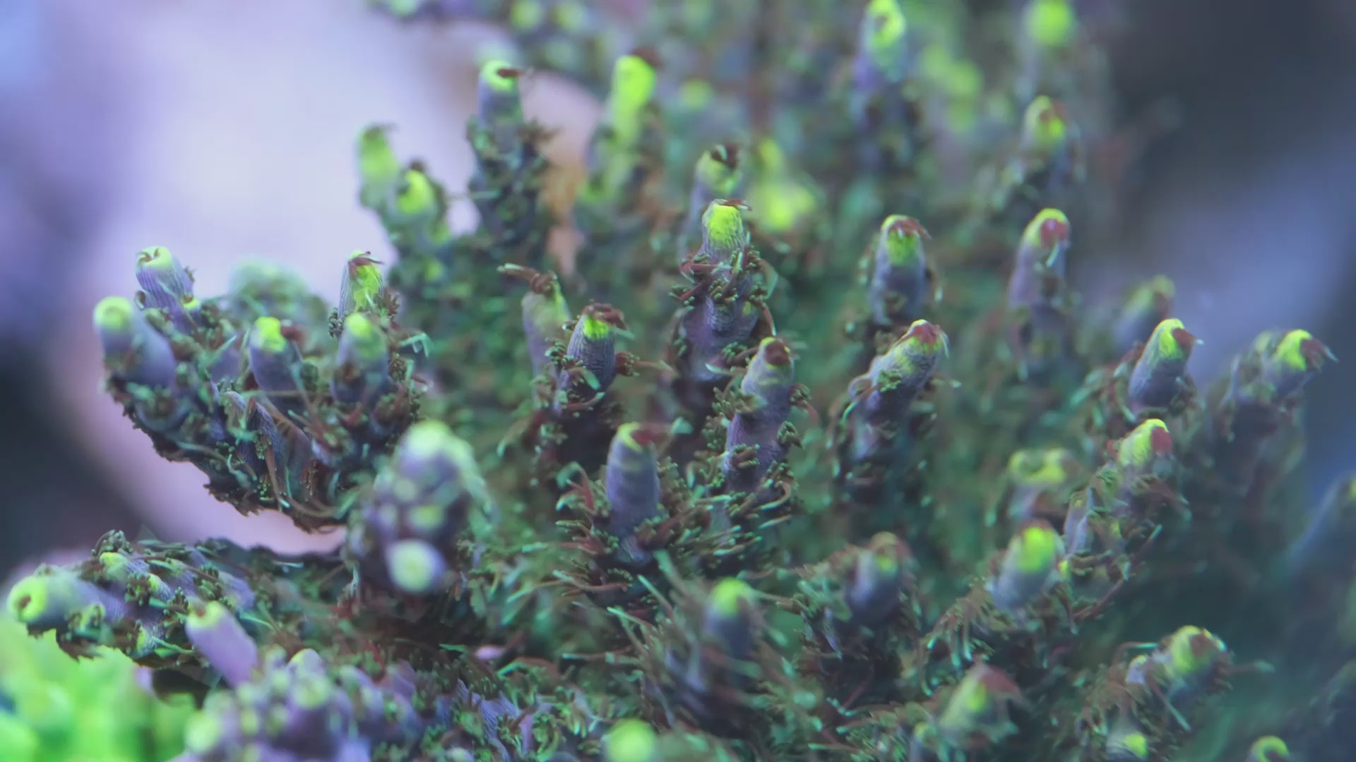 FHC Rocket Man Acropora