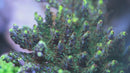 FHC Rocket Man Acropora