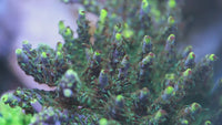 FHC Rocket Man Acropora