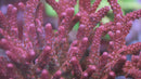 PC Rainbow Acropora