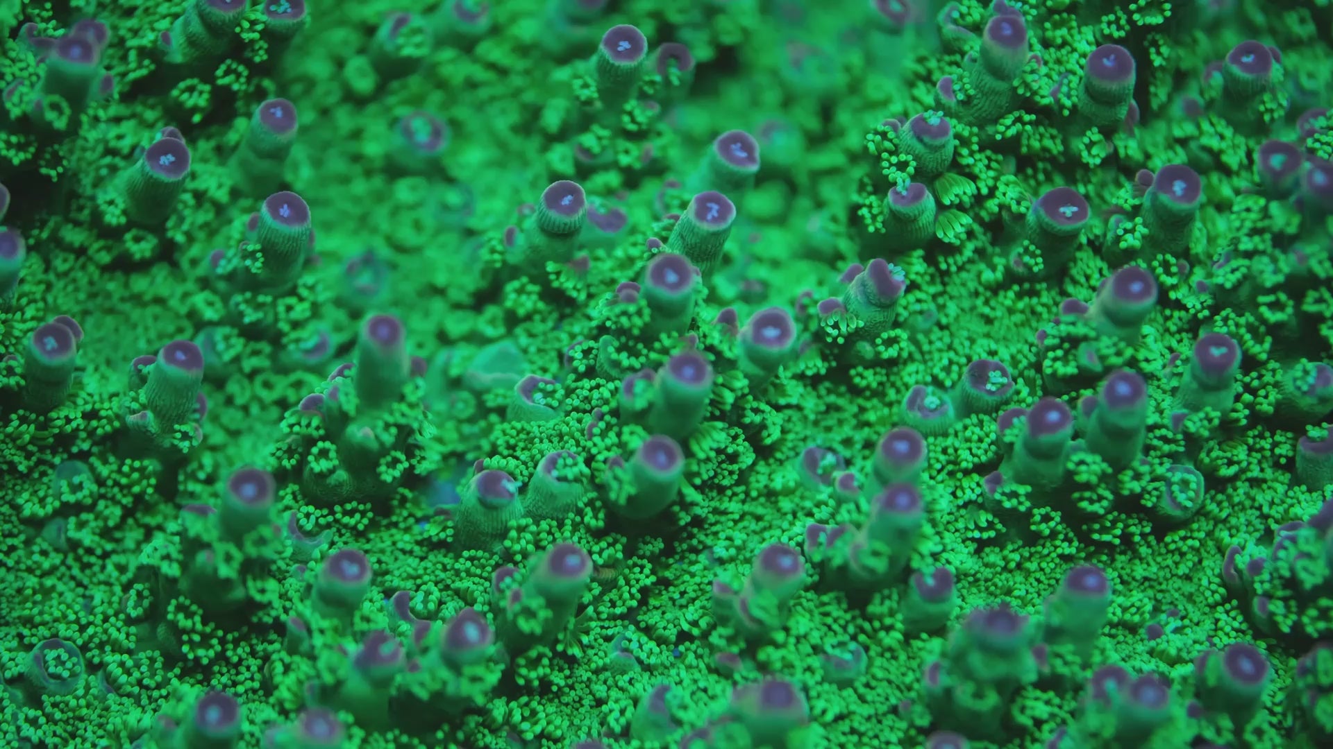 Av99 Orange Crush Acropora