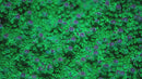 Av99 Orange Crush Acropora