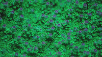 Av99 Orange Crush Acropora
